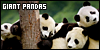 100x50 code