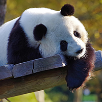 Giant Pandas